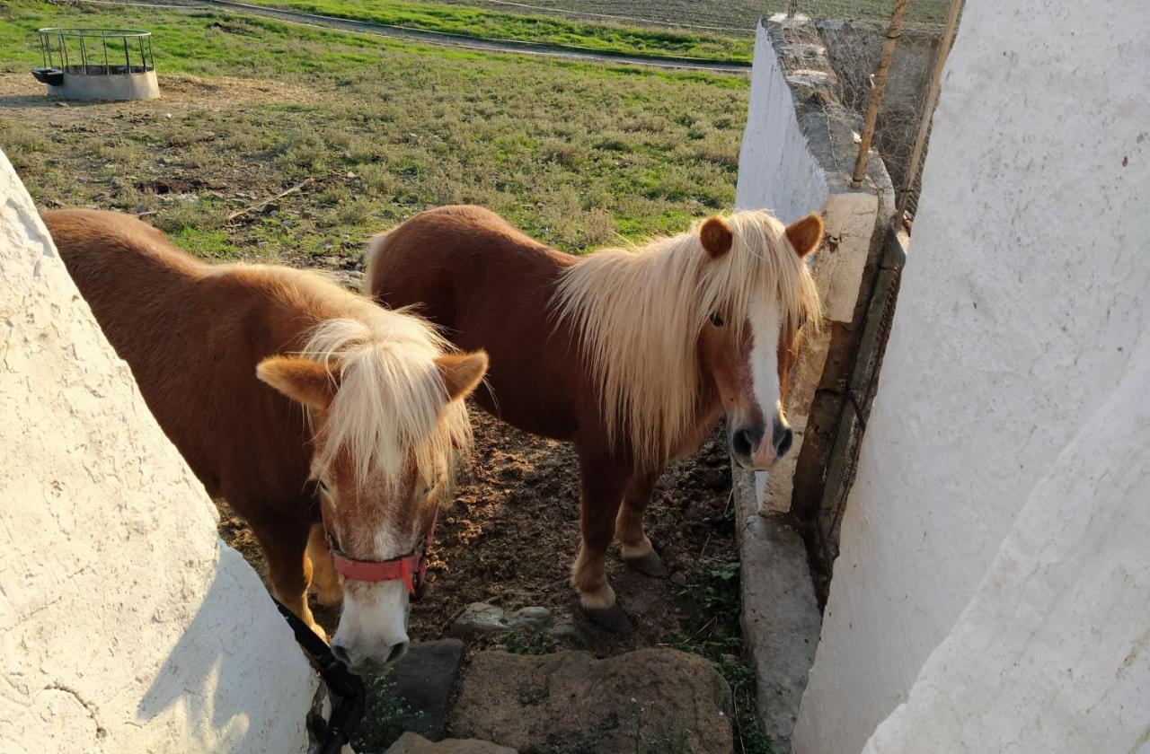Casa Rural Bini Aumaia エス・メルカダル エクステリア 写真