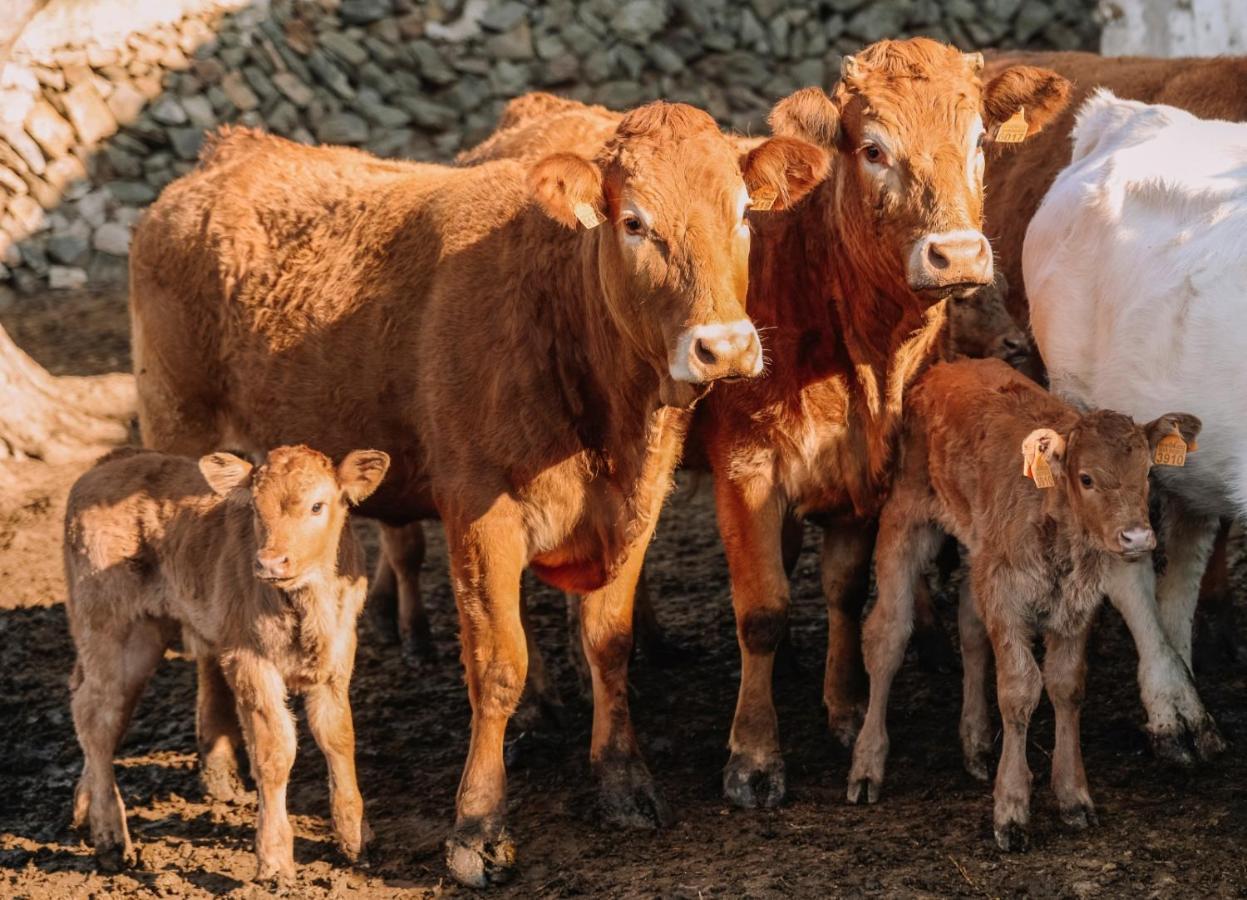 Casa Rural Bini Aumaia エス・メルカダル エクステリア 写真